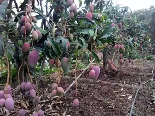 蔷薇水果店~“品控达人”的福音！