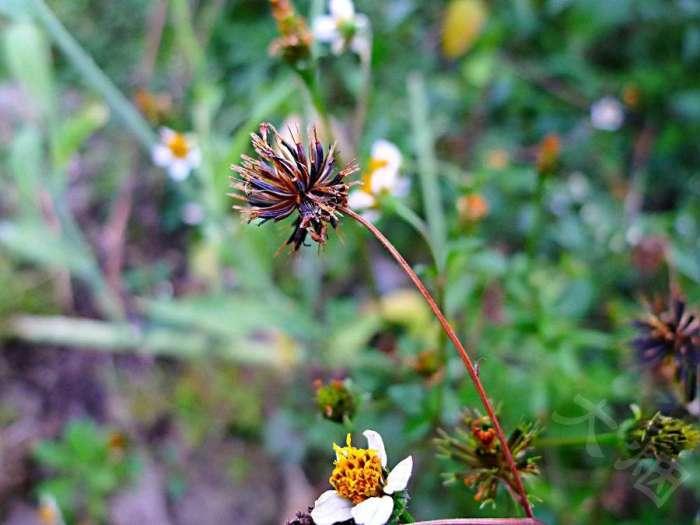 鬼针是双向调节血压吗 (鬼针草降血压怎么样)