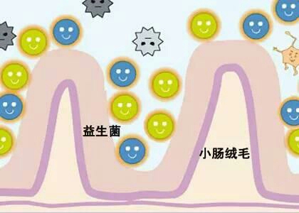 2个月益生菌怎么吃才正确崔玉涛,崔玉涛推荐的益生菌是真的吗