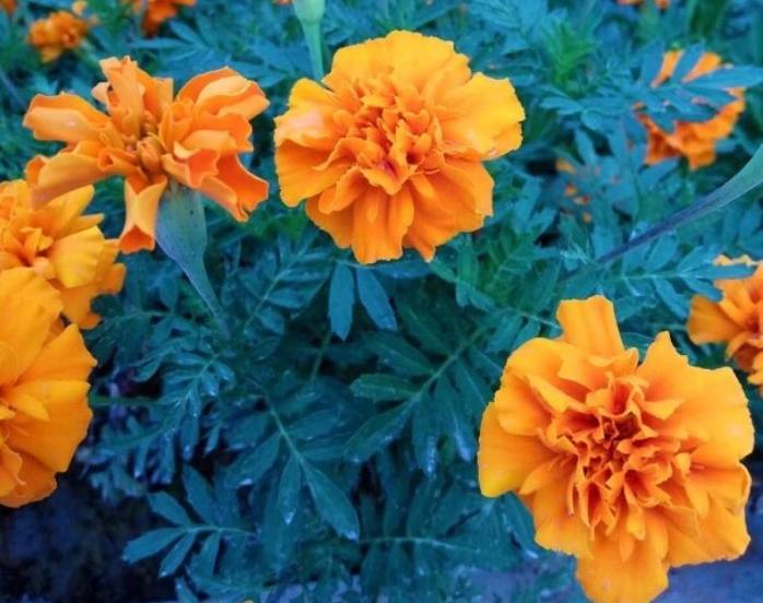 蚊虫太烦人盆栽三种驱蚊植物,合适室内种植的驱蚊的植物