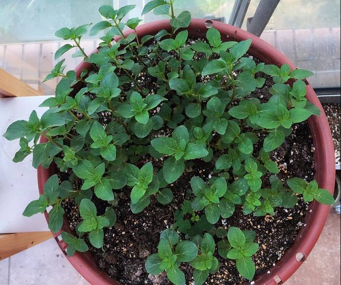 蚊虫太烦人盆栽三种驱蚊植物,合适室内种植的驱蚊的植物