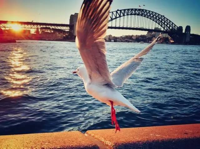 老法师的天堂！从拍照小白到摄影大V，你只差一个悉尼的距离