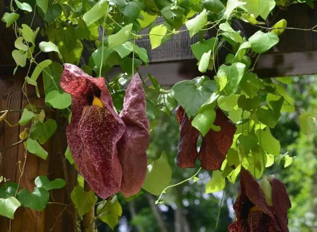 绿色的西双版纳,绿色的西双版纳完全版