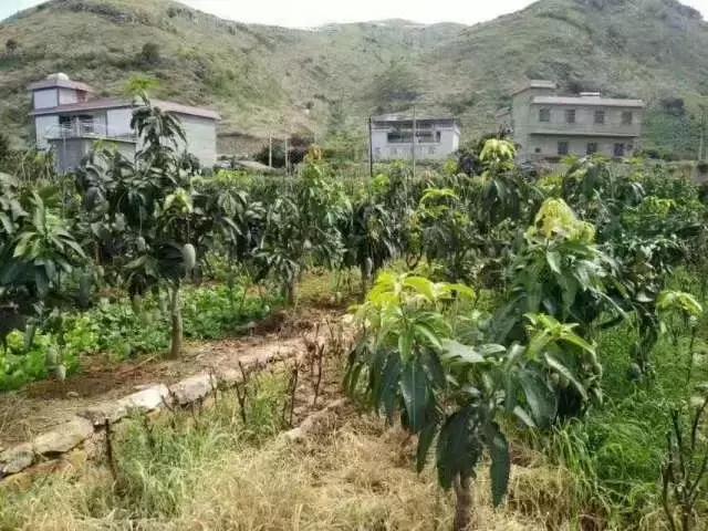 蔷薇水果店~“品控达人”的福音！