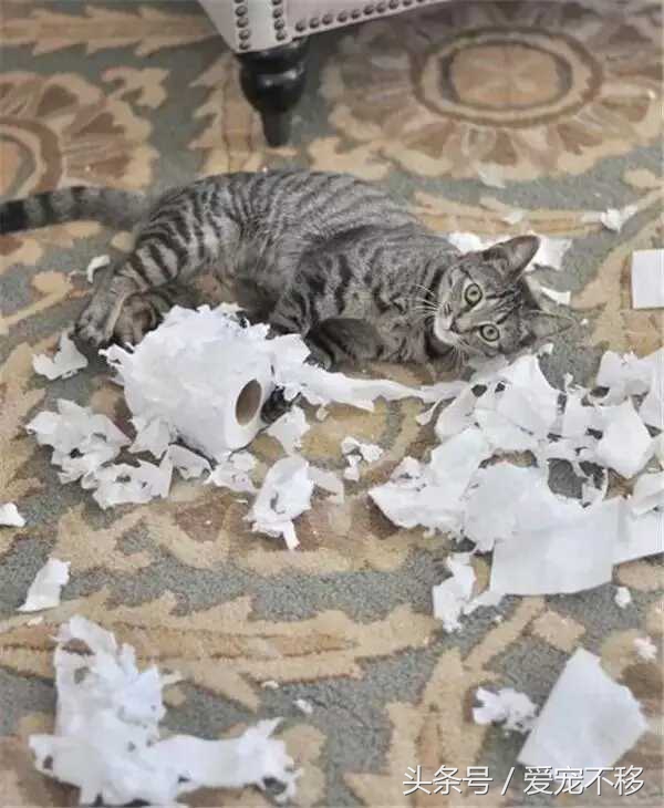猫咪最喜欢的玩具居然是铲屎官,推荐猫咪最喜欢玩的玩具