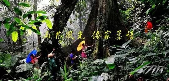 绿色的西双版纳,绿色的西双版纳完全版