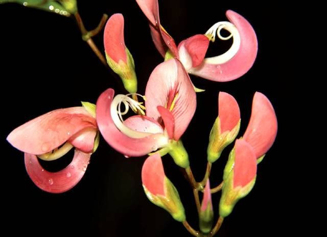 绿色的西双版纳,绿色的西双版纳完全版