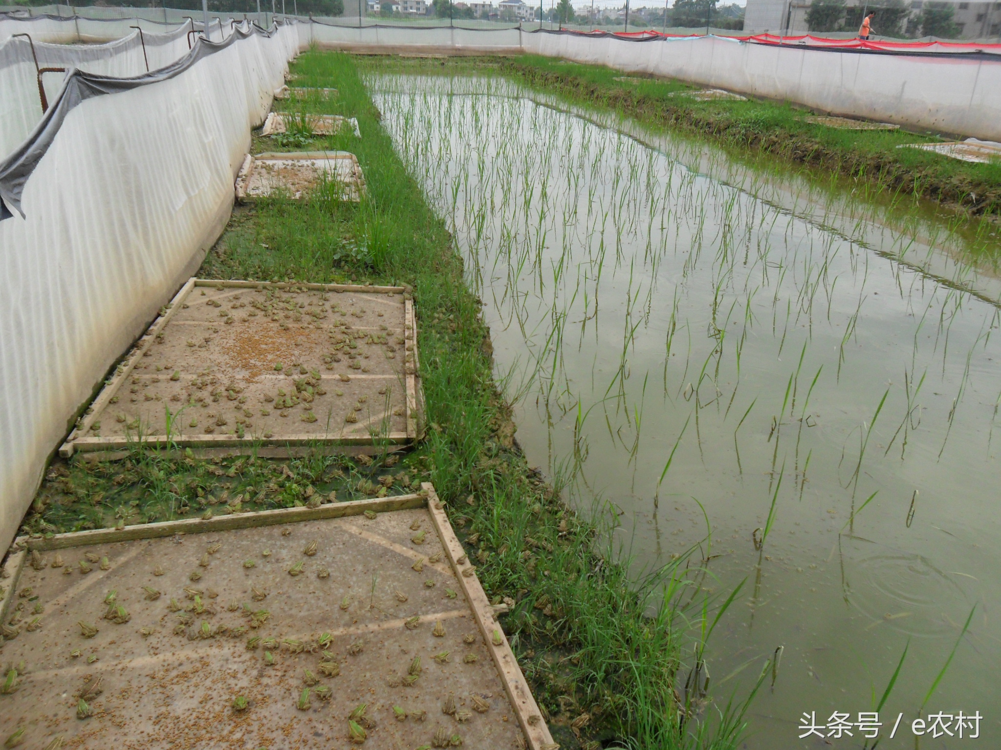 致富经养石蛙近期视频,cctv7致富经酿酒