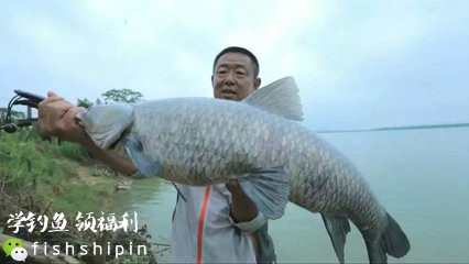 喜中大板鲫,餐条特别多如何钓鲫鱼