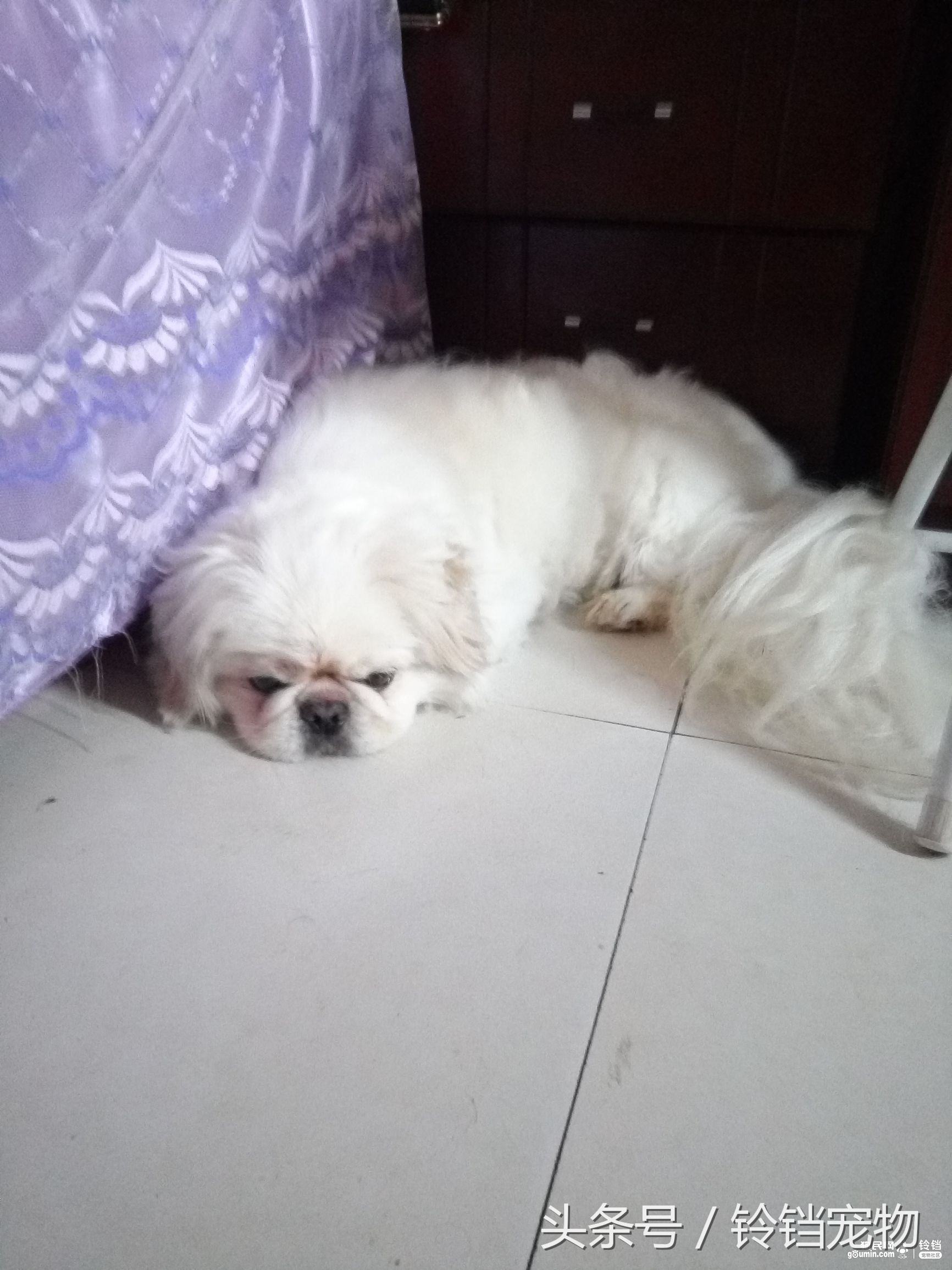 猫狗拆家 (猫狗一起拆家了)