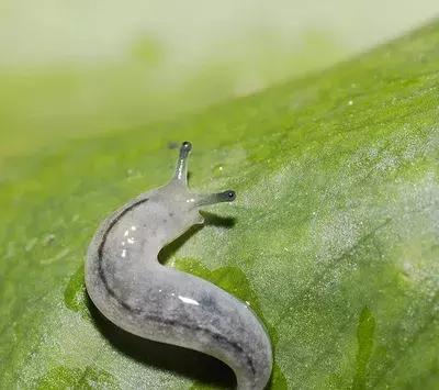 水槽里出现这种像蚂蟥的软体虫，真的得注意了！