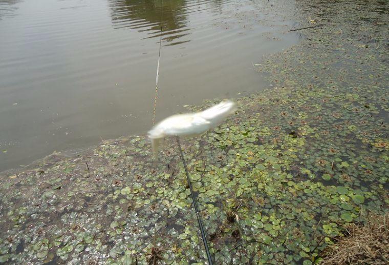 喜中大板鲫,餐条特别多如何钓鲫鱼
