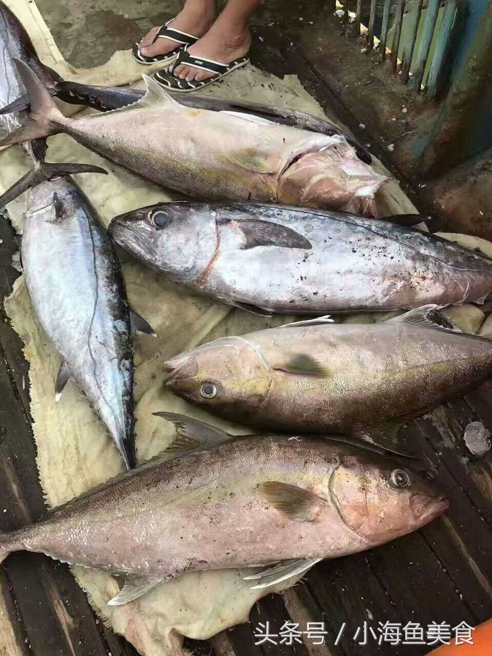 海南岛海钓钓点大全,海南人农村小沟野钓