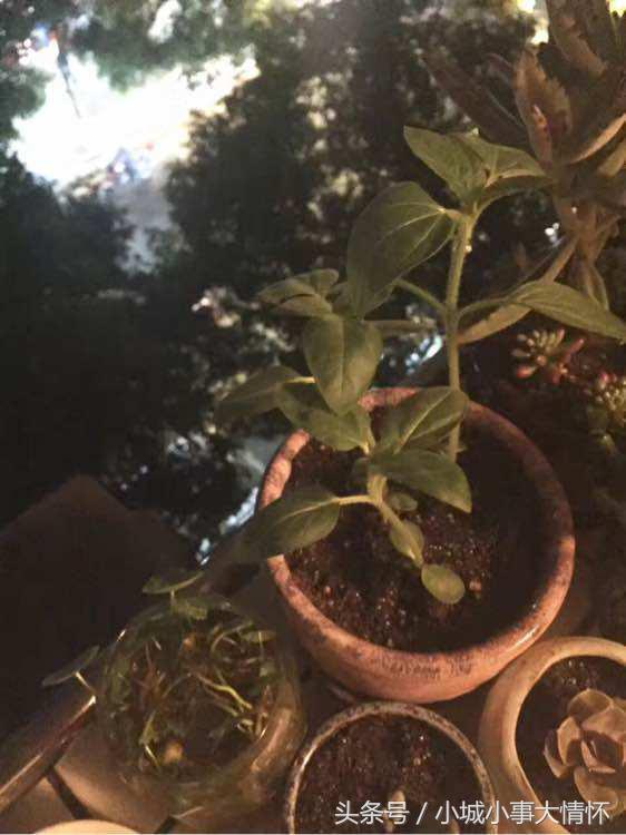 怎么种大型向日葵从发芽到开花,向日葵从种子到开花要多久