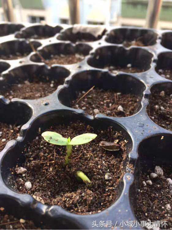 怎么种大型向日葵从发芽到开花,向日葵从种子到开花要多久