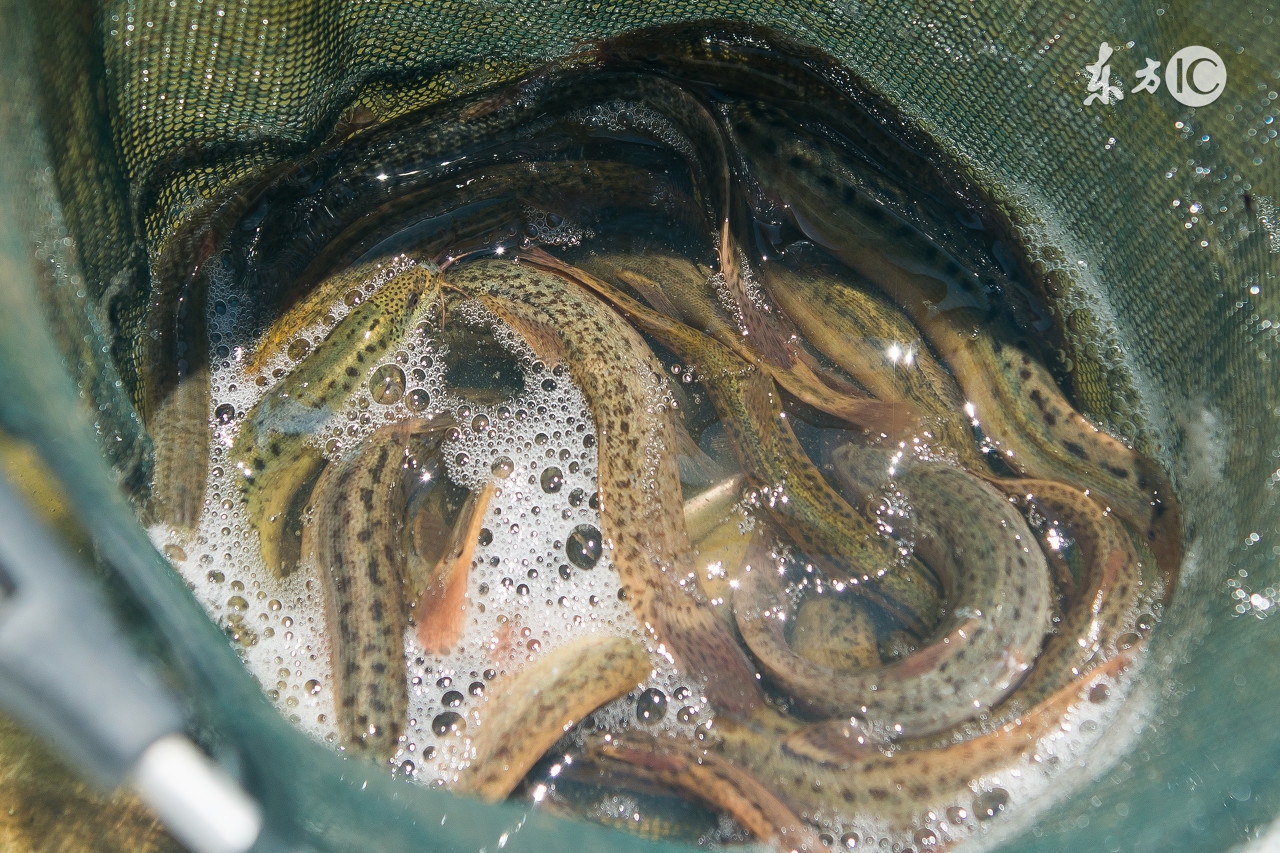 泥鳅稻田养殖怎样捕捞,稻田泥鳅养殖致富经视频