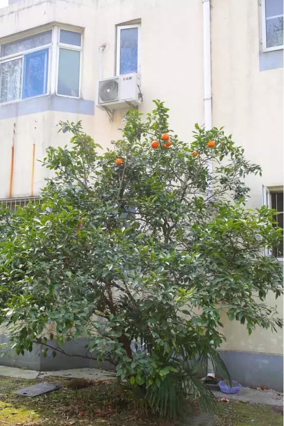 公园里的橙子树,公园里的橙子起什么功能