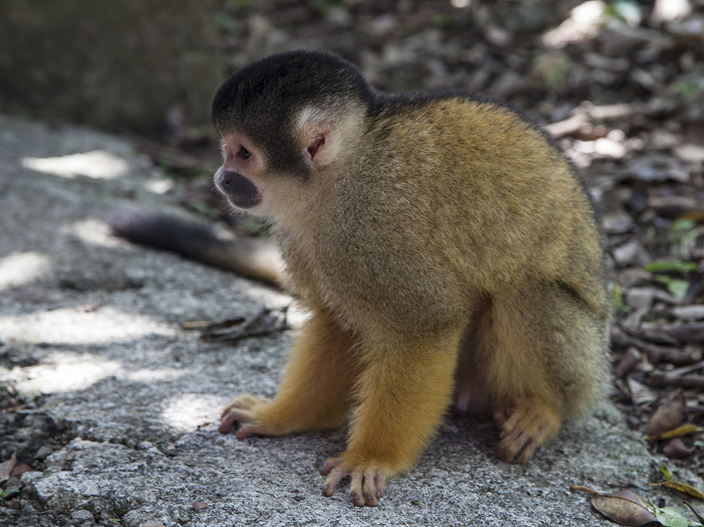 日本除了爱泡澡的温泉猴，还有这群爱翻女生包包的“扒手猴”
