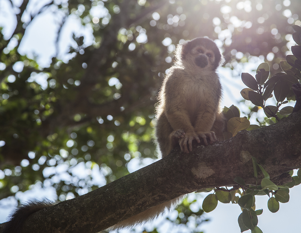日本除了爱泡澡的温泉猴，还有这群爱翻女生包包的“扒手猴”