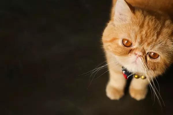 法芙娜巧克力合适做什么,法芙娜巧克力奶油的做法