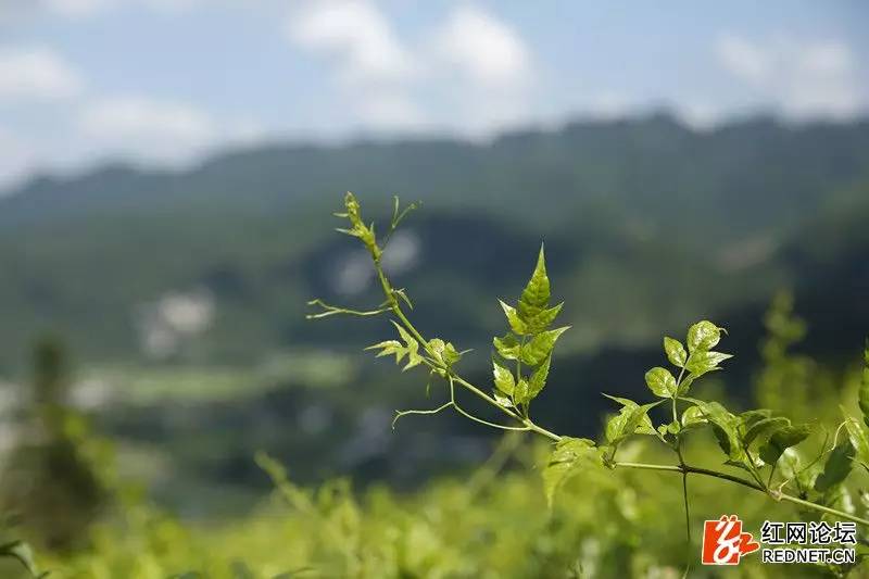 传说中的世外桃源：走进千年土家长寿村