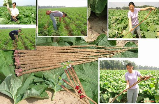 牛蒡的功效与功能牛蒡的药用价值,牛蒡的功效与功能牛蒡配什么煲汤