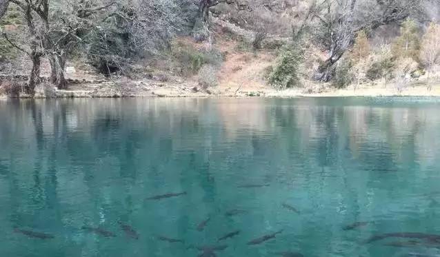 云南免费吃住跟团游骗人套路,云南6天5晚游玩卡骗局