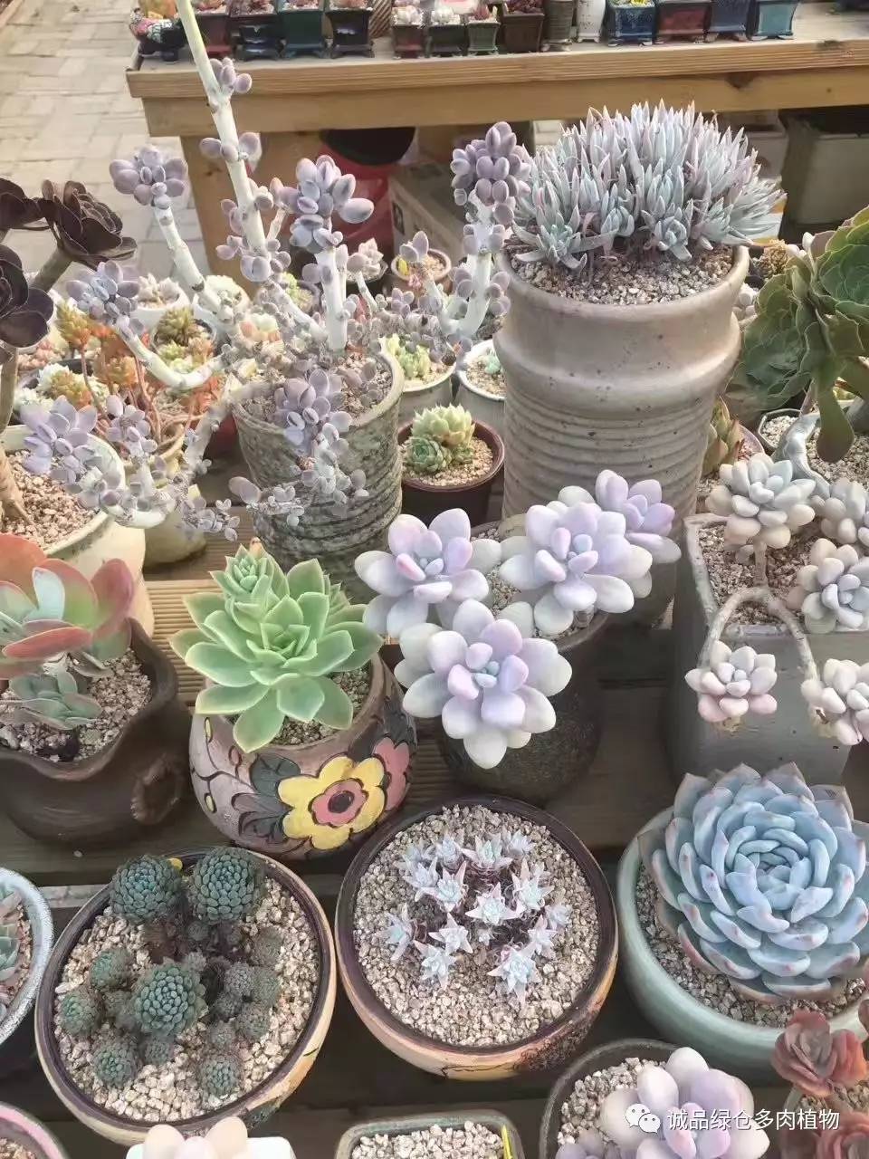 秀妍肉肉倒盆后的变化,多肉大棚展示图