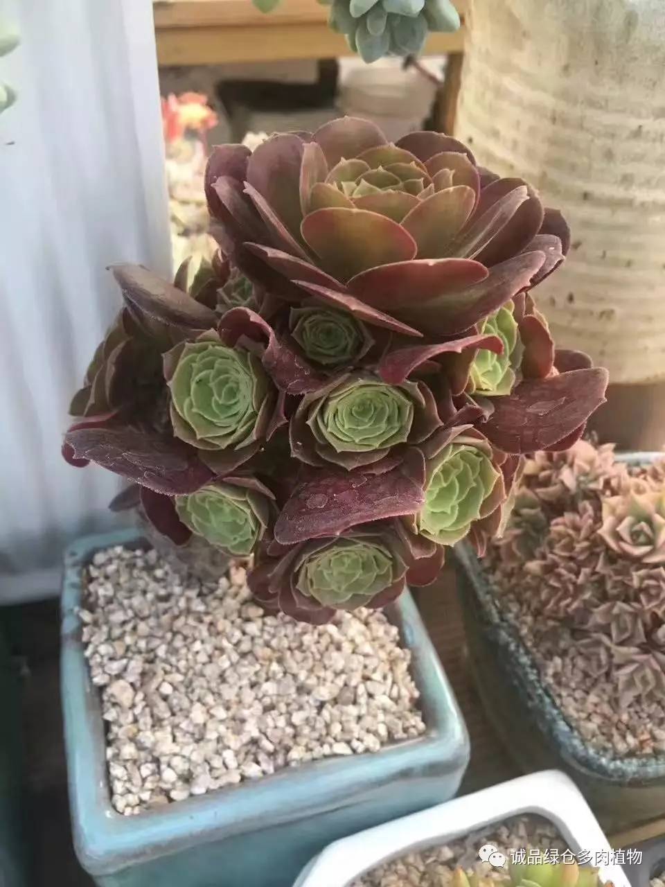 秀妍肉肉倒盆后的变化,多肉大棚展示图