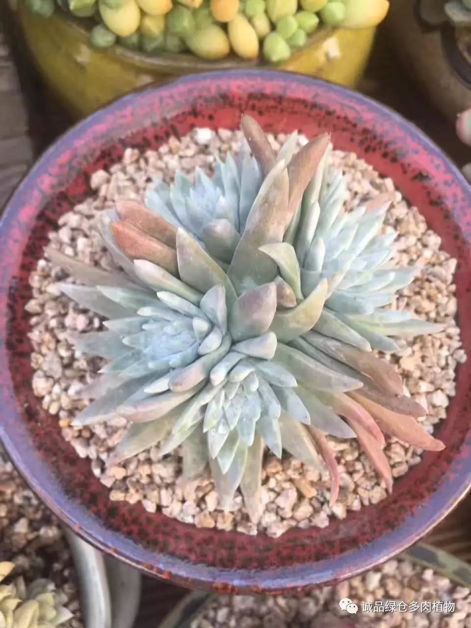 秀妍肉肉倒盆后的变化,多肉大棚展示图