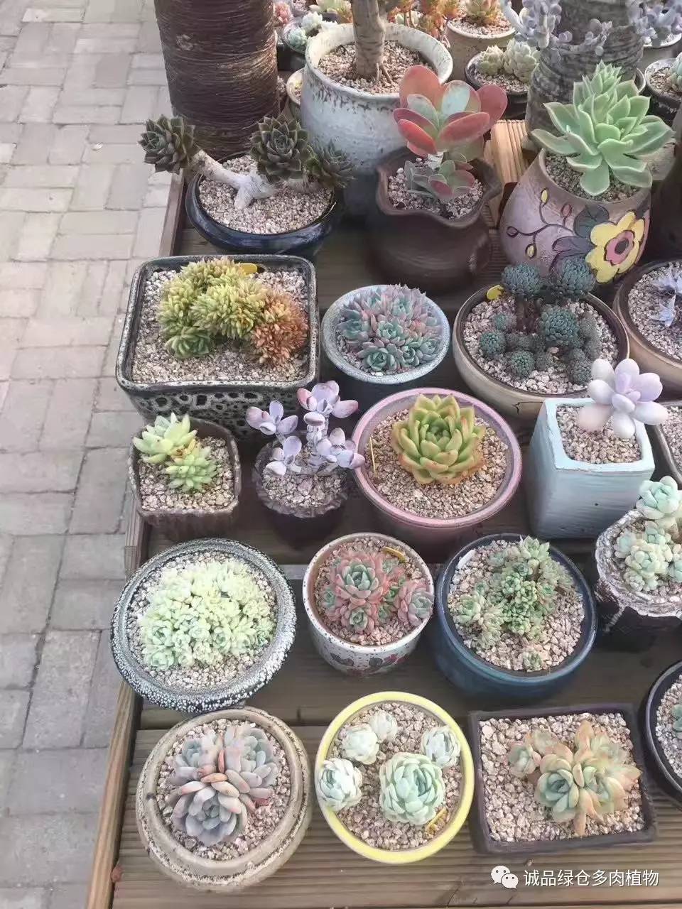 秀妍肉肉倒盆后的变化,多肉大棚展示图