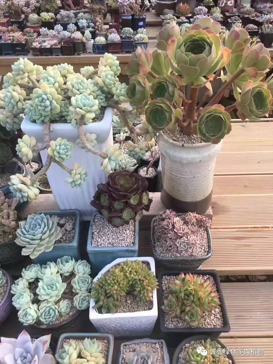 秀妍肉肉倒盆后的变化,多肉大棚展示图