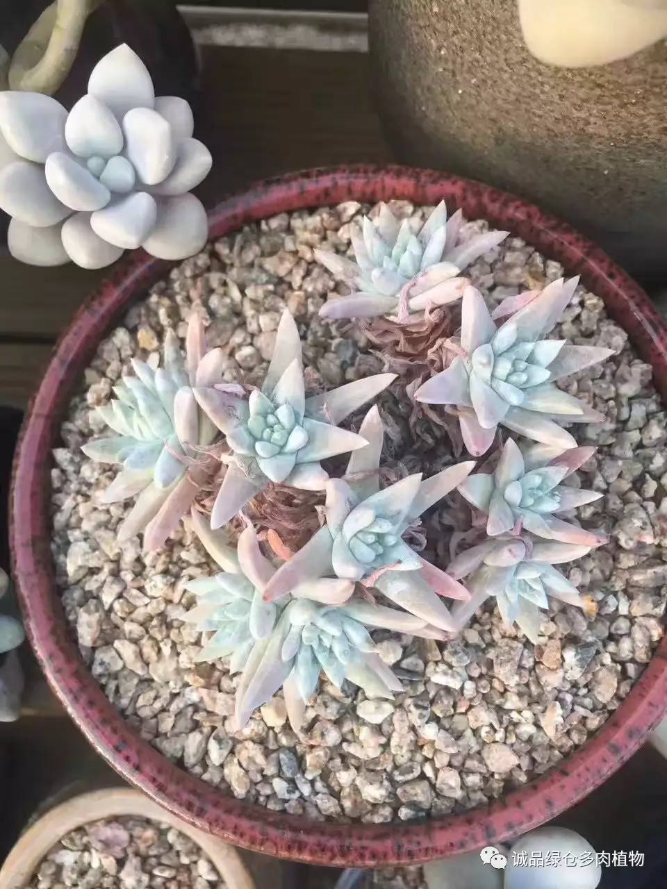 秀妍肉肉倒盆后的变化,多肉大棚展示图