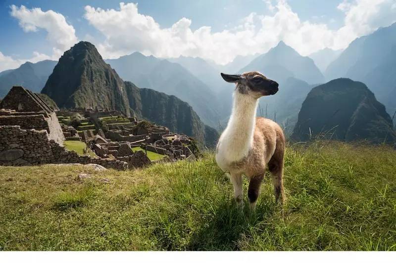 美签能够去南美吗,持美签能够去哪些南美洲国家