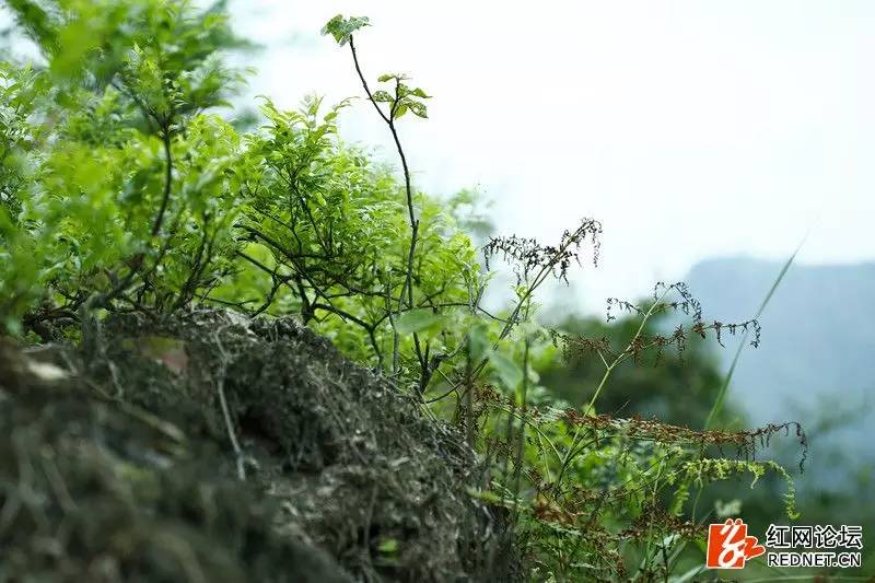 传说中的世外桃源：走进千年土家长寿村