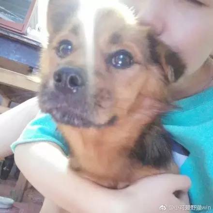 中华田园犬中颜值比较高的,中华田园犬颜值天花板