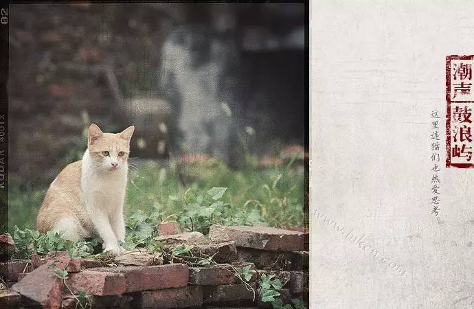 鼓浪屿申遗过程,鼓浪屿申遗40年告捷了吗