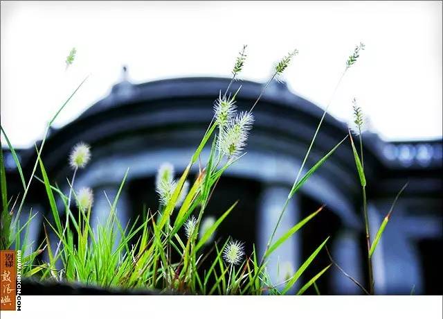 鼓浪屿申遗过程,鼓浪屿申遗40年告捷了吗