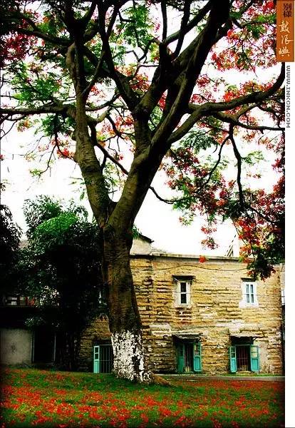 鼓浪屿申遗过程,鼓浪屿申遗40年告捷了吗