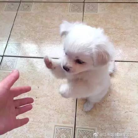 中华田园犬中颜值比较高的,中华田园犬颜值天花板