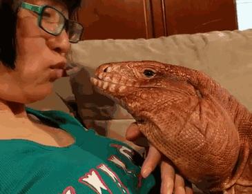 超可爱的宠物蜥蜴,这只宠物太可爱了抖音