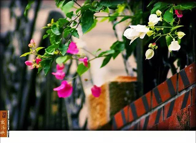 鼓浪屿申遗过程,鼓浪屿申遗40年告捷了吗