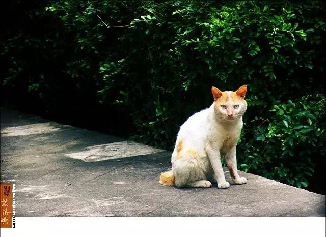 鼓浪屿申遗过程,鼓浪屿申遗40年告捷了吗