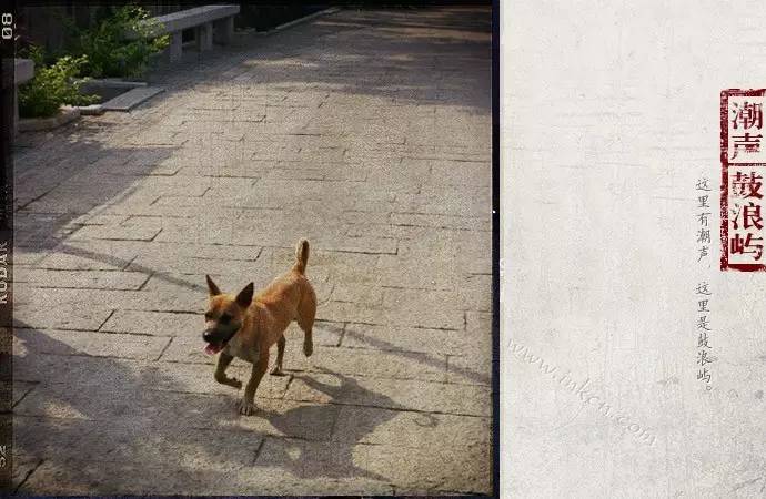 鼓浪屿申遗过程,鼓浪屿申遗40年告捷了吗