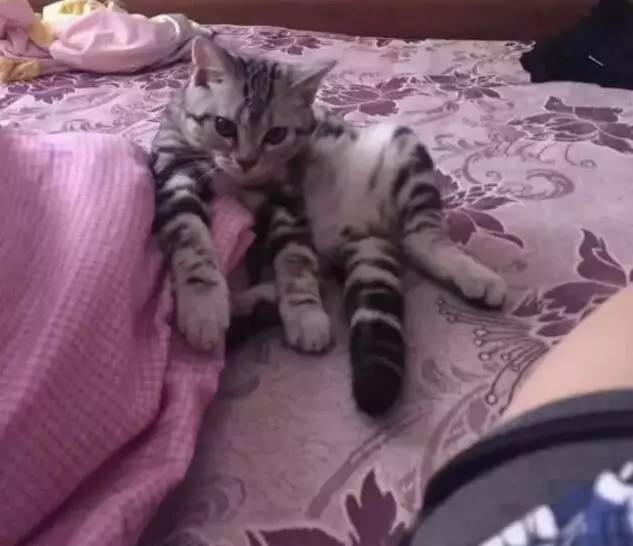 苏州吴中区寻猫启事粉色铃铛,丢猫寻猫启事苏州