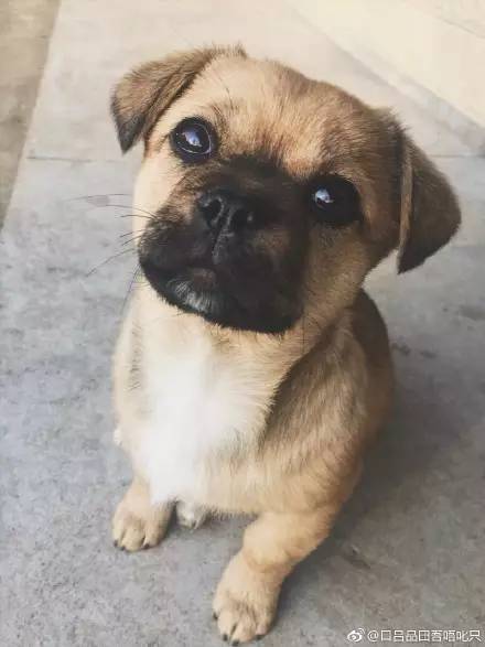 中华田园犬中颜值比较高的,中华田园犬颜值天花板