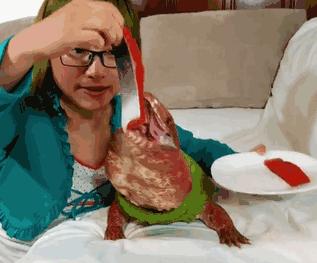 超可爱的宠物蜥蜴,这只宠物太可爱了抖音