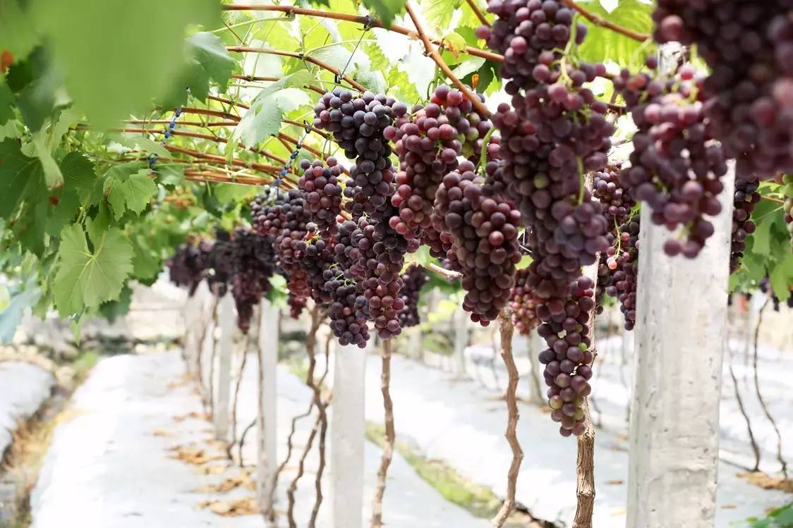 夏日冰爽解渴消暑的秘诀,消暑有妙招