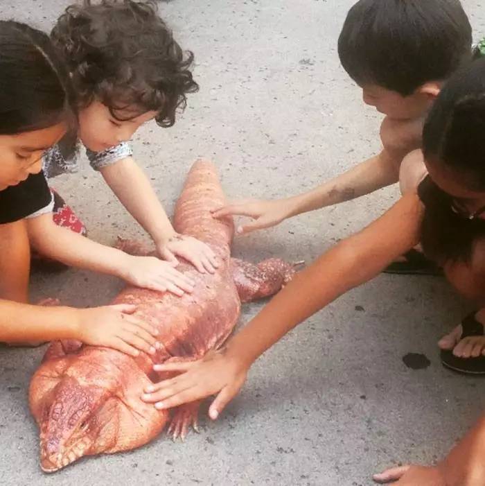 超可爱的宠物蜥蜴,这只宠物太可爱了抖音