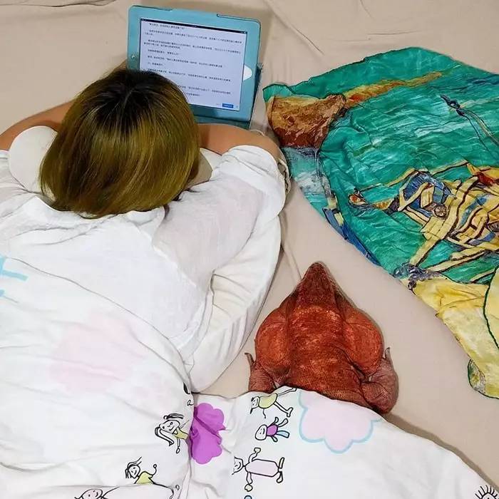 超可爱的宠物蜥蜴,这只宠物太可爱了抖音